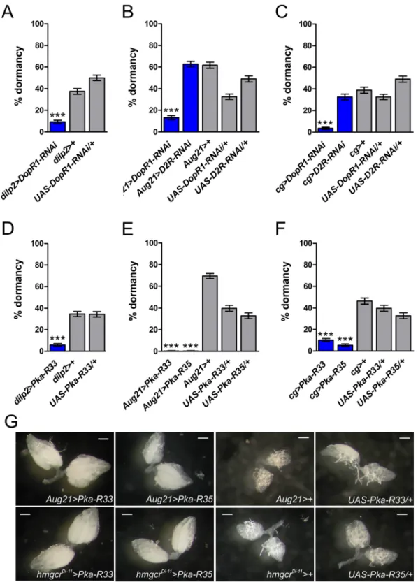 Figure 3.  Dopamine promotes dormancy via DopR1 and PKA in IPCs, CA and fat body. (A) Knockdown  of DopR1 in the IPCs with dilp2-GAL4 reduces dormancy (also see Supplementary Figure S2A)