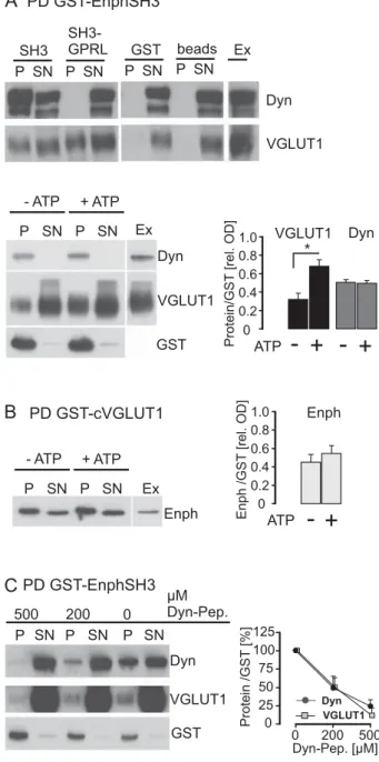 Fig. 1. Pull down with endophilin (Enph) SH3 GST fusion proteins.