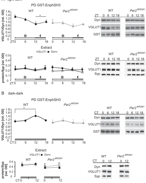 Fig. 2. Diurnal variations of the Enph/VGLUT1 interaction. PD assays with EnphSH3 fusion protein were performed using brains from mice kept under light/dark (LD cycle, ZT) or dark/dark (DD cycle, CT) conditions