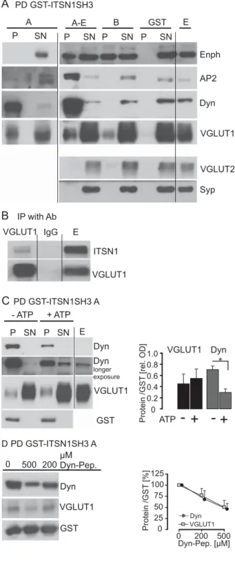 Fig. 3. Pull down with Intersectin1 (ITSN1) SH3 fusion proteins.