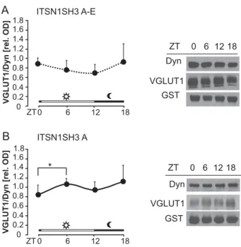 Fig. 4. ITSN1SH3/VGLUT1 interaction in day–night context. Pull downs (PD) from brain extracts taken at the indicated time of the day using either ITSN1SH3 A–E (A) or ITSN1SH3 A (B) fusion proteins.