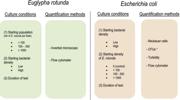 Fig. 1. Synoptical diagram of the performed experiences to investigate the parameters inﬂuencing the growth of E