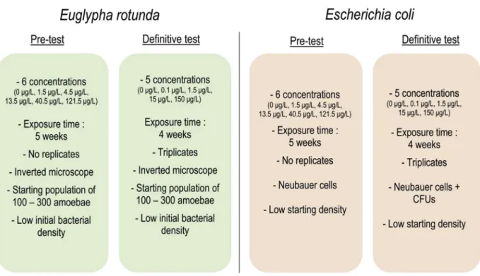 Fig. 4. Synoptical diagram of the tests and chosen conditions to investigate effects of the herbicide S-metolachlor on E