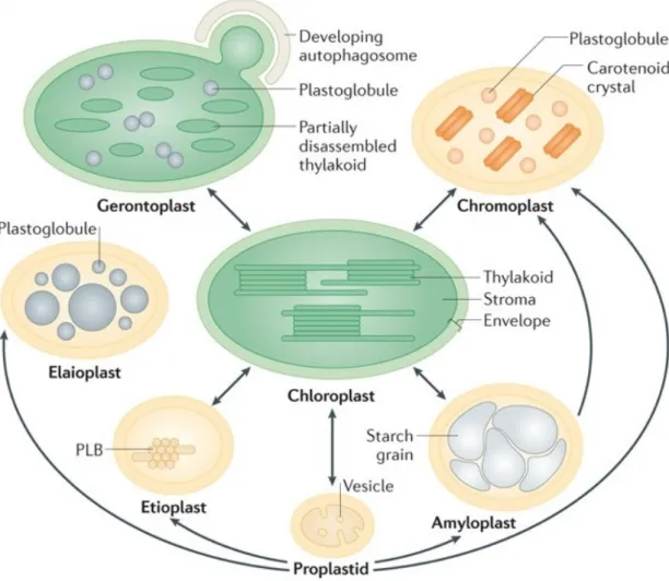 Fig. 1.1: Plastid diversity and interconversions. Plastids differentiate in various functional or- or-ganelles depending on tissue, developmental stage, hormonal and environmental cues.
