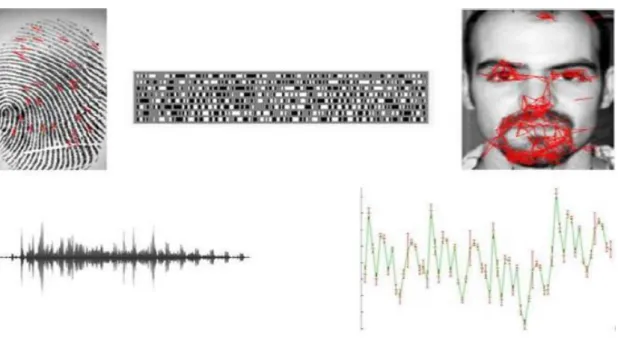 Figure 1.2: Quelques exemples de modèles biométriques. De gauche à droite, de haut  en bas : minuties extraites d’une empreinte, Iris code, graphe d’un visage utilisant les 