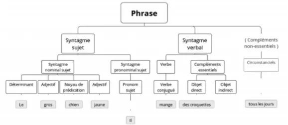 Figure 3 : La phrase type au CM1