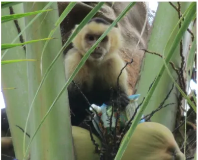 Figure 4: Capuchin monkey at Manuel Antonio National Park 