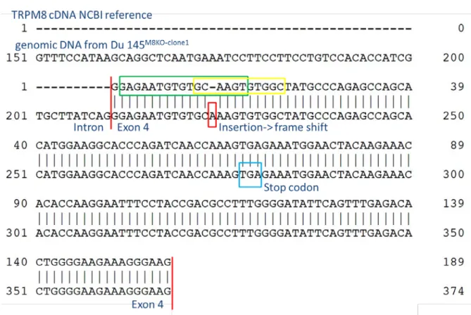 Fig S1. Detection of a CRISPR/Cas9-induced mutation in the TRPM8 gene. Alignment of  TRPM8  cDNA sequence (NCBI Reference Sequence: NM_024080.4); upper row) and the TRPM8  DNA sequence from genomic DNA isolated from Du 145 M8KO-clone1  cells (lower row)