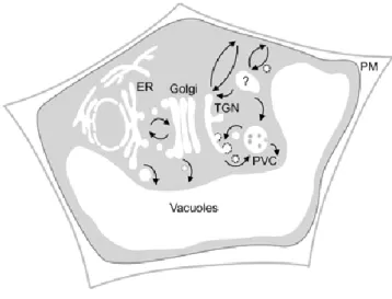 Figure 1.1 Simplified representation of the secretory pathway in plants (Foresti and Denecke, 2008) 