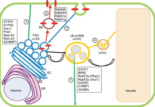 Figure 1.7 The endocytic pathway in plants (Contento and Bassham 2012) 