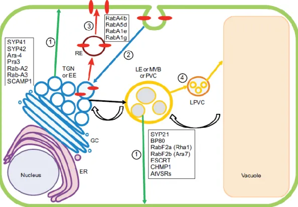 Figure 1.7 The endocytic pathway in plants (Contento and Bassham 2012) 