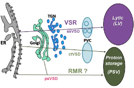 Figure  1.8  Proteins  targeting  to  vacuole,  current  model.  Different  routes  have  been  described,  involving  two  cargo receptors