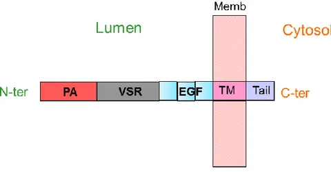 Figure 1.9 Schematic VSR structure (not to scale). N-ter: N-terminus; PA: Protease-associated domain; VSR: VSR  domain;  EGF:  Epidermal  Growth  Factor  domain  (3  repeat);  MP:  plasma  membrane;  TM:  Trans-membrane  domain; C-ter: C-terminus 
