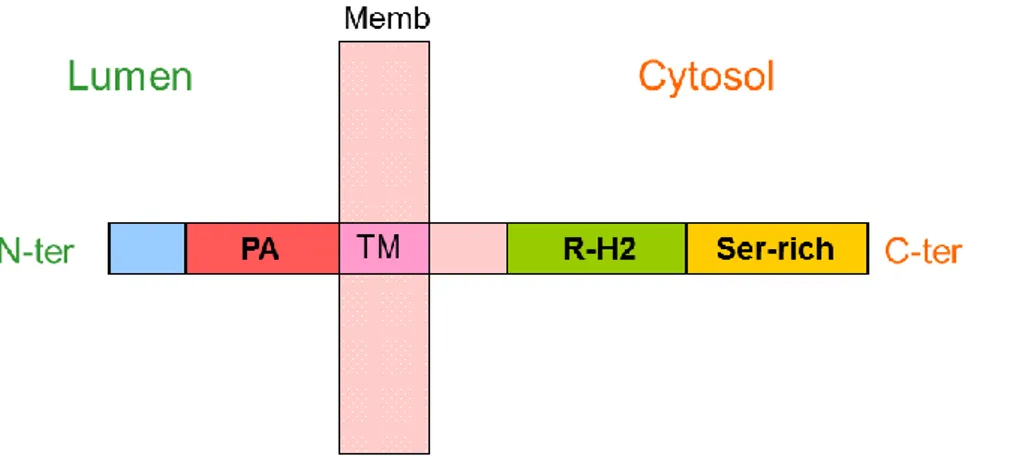 Figure 1.10 Schematic RMR structure (not to scale). N-ter : N-terminus ; PA : Protease-associated domain ; P :  plasma membrane ; TM : Trans-membrane domain ; RING-H2 : RING H2 domain, Serine rich : Serine rich cytosolic  tail; C-ter: C-terminus