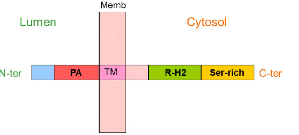 Figure 1.10 Schematic RMR structure (not to scale). N-ter : N-terminus ; PA : Protease-associated domain ; P :  plasma membrane ; TM : Trans-membrane domain ; RING-H2 : RING H2 domain, Serine rich : Serine rich cytosolic  tail; C-ter: C-terminus
