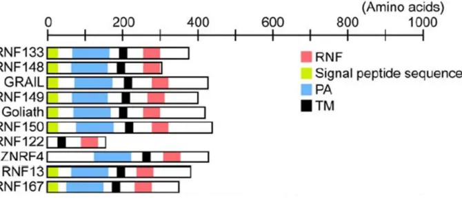 Figure 1.12 Comparison of the domain structures of various putative transmembrane RNF proteins (Nakamura  2011)
