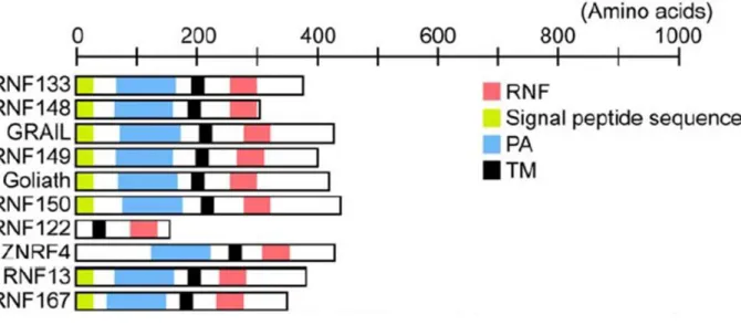 Figure 1.12 Comparison of the domain structures of various putative transmembrane RNF proteins (Nakamura  2011)