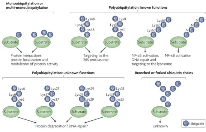 Figure 1.17 Different tags of ubiquitylation and outcome of marked proteins (Ye and Rape, 2009)  