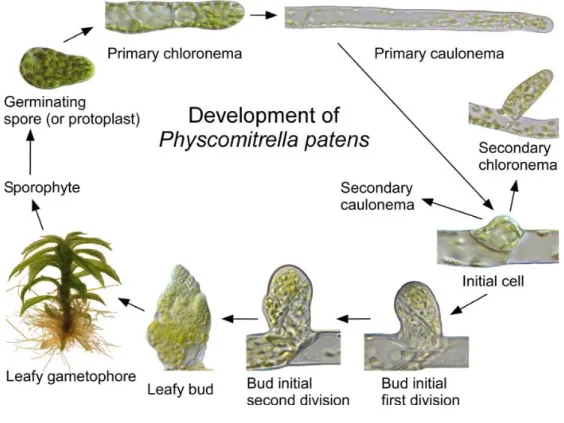 Figure 1.19 Development of Physcomitrella patens (Roberts et al., 2012).  