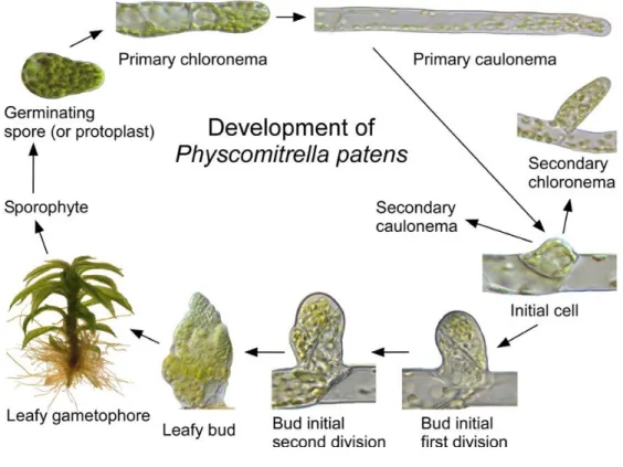 Figure 1.19 Development of Physcomitrella patens (Roberts et al., 2012).  