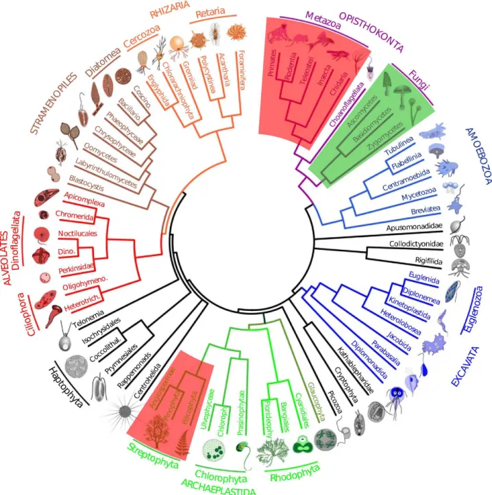 Figure 1: Schematic tree of eukaryotes modified from (Pawlowski, 2014). Micro-eukaryotes constitute almost the entire tree apart from the Metazoa (animals) and macro-Streptophyta (higher plants) (in red)