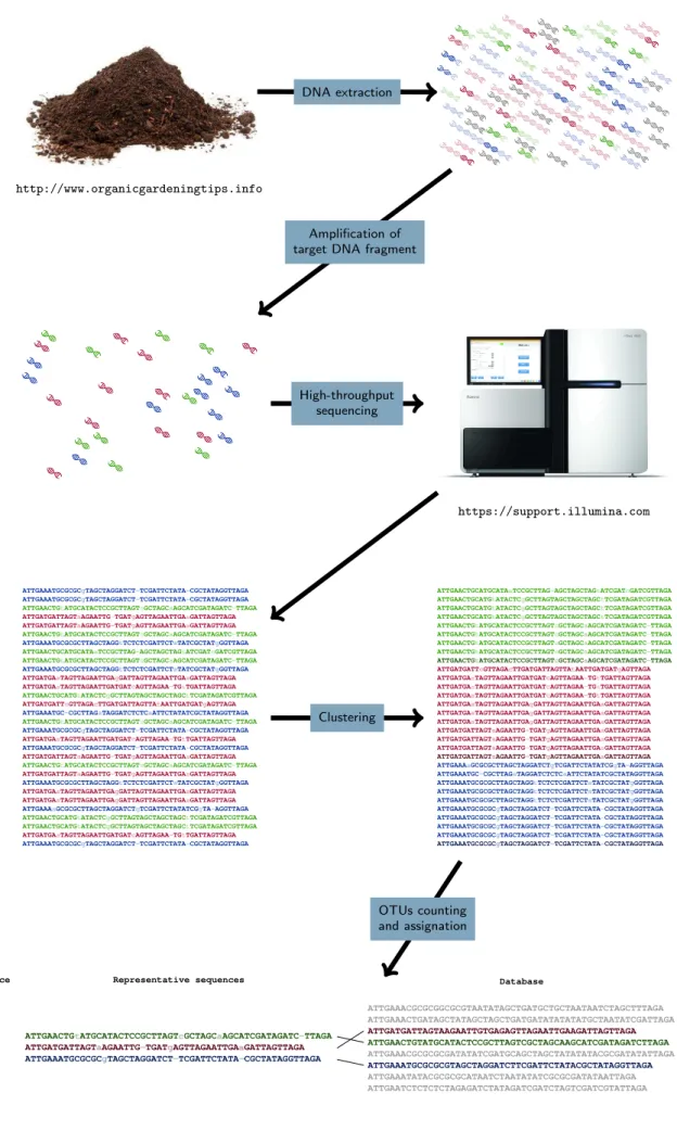 Figure 2: Schematic plan of the metabarcoding analysis of one sample