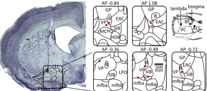Fig. 1. Histology: A typical electrode penetration with coagulation mark.