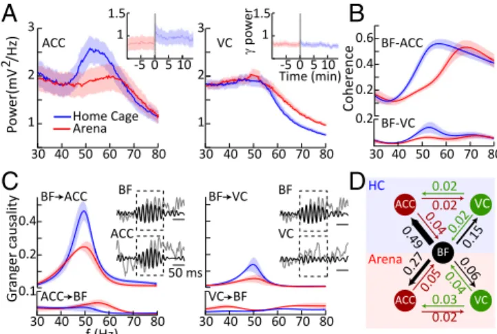 Fig. 6. Gamma oscillations in the ACC and VC and their functional interactions with the BF