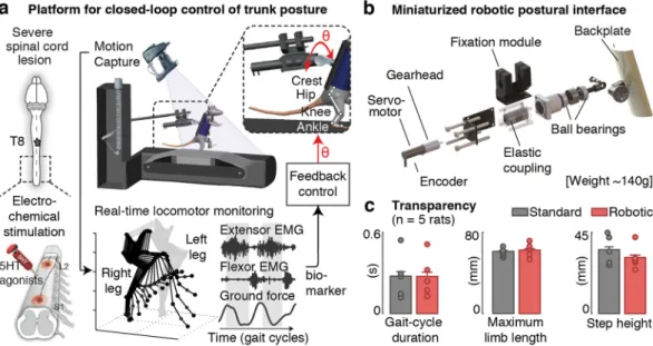 Figure 1.  Closed-loop robotic interface for online posture control. (a) Integration of the robotic interface  within a real-time monitoring platform for closed-loop postural control in paralyzed rats