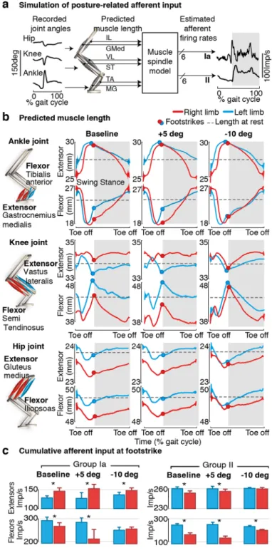 Figure 4.  Impact of trunk posture on afferent feedback firing rates. (a) Computer simulations of muscle spindle  feedback circuit dynamics