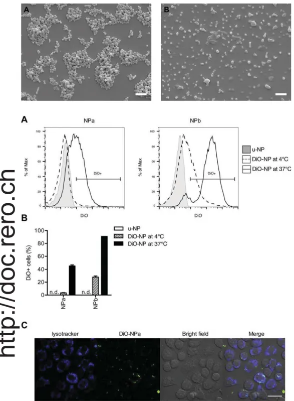 Fig. 1. Scanning electron microscopy images of (A) NPa and (B) NPb (scale bar = 1 μm).