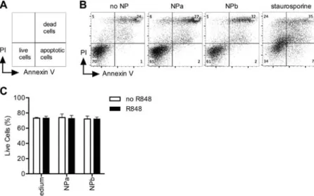 Fig. 3. NP do not aﬀect cell viability.