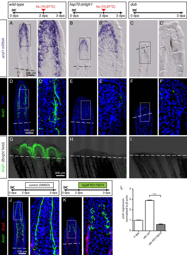 Fig. 8. FGF signaling is essential for actinotrichia formation and maintenance. (A-C) In-situ hybridization for and1 on 3 dpa sections in control, hsp70:dnfgfr1-egfp and dob ﬁsh.