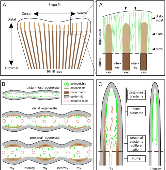 Fig. 9. Schematic representation of actinotrichia localization in ﬁns at 3 dpa. (A) Regenerating stump of a caudal zebraﬁsh ﬁn at 3 days post amputation (dashed line)