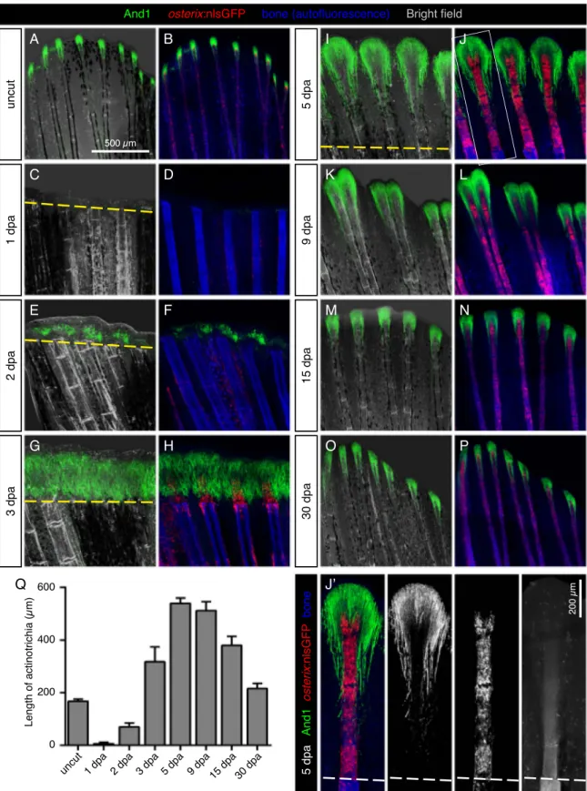 Fig. 4. Dynamics of actinotrichia regeneration correlate with lepidotrichia regrowth. (A-P) Immunoﬂuorescence staining for And1 (green) in osterix:nlsGFP ﬁsh (osteoblasts; red) at diﬀerent time points after amputation (dpa)