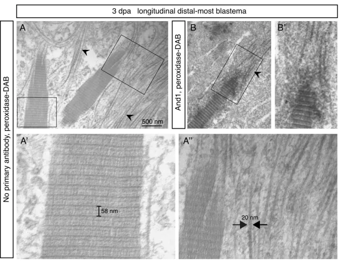 Figure S2. Assembly of actinotrichia detected by electron microscopy of the  distal-most blastema