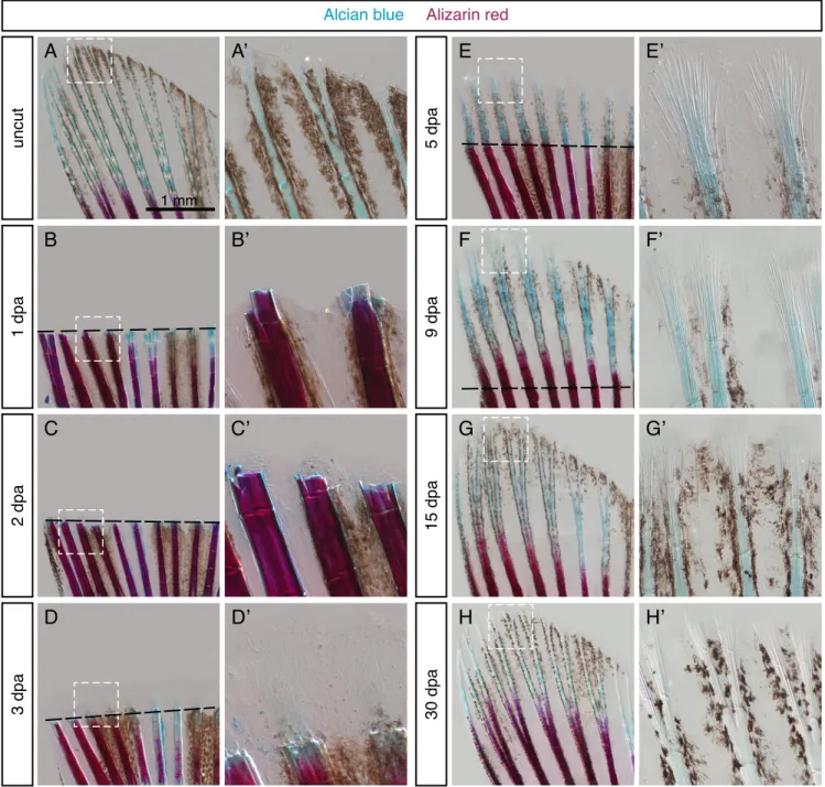 Figure S3. Dynamics of bone matrix formation during regeneration.
