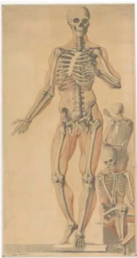 Figure masculine de face, de dos et assise, squelette et  myologie, tableau didactique , 1873-1883 