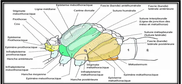 Figure 5: anatomie morphologique du thorax de Aeschna juncea   Les pattes : 