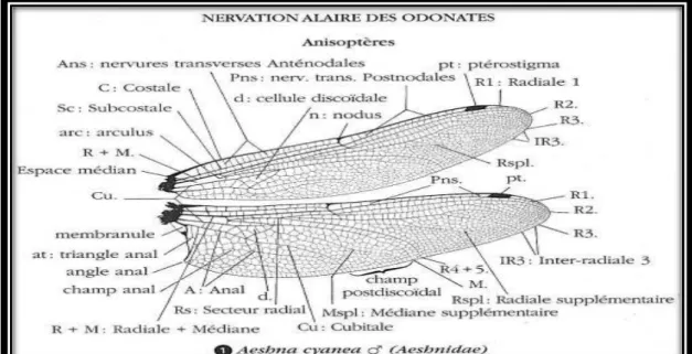 Figure 6: Nervation alaire des odonates (Aeschna cyanea)   L’abdomen : 
