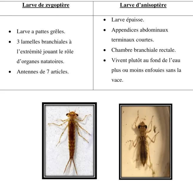 Tableau 01 : La Différence morphologique entre les larves des odonates 