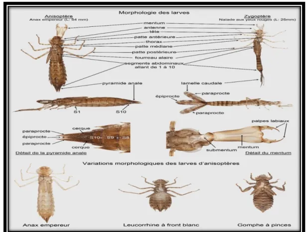 Figure 9: Les appendices annaux des larves anisoptères et zygoptères. 