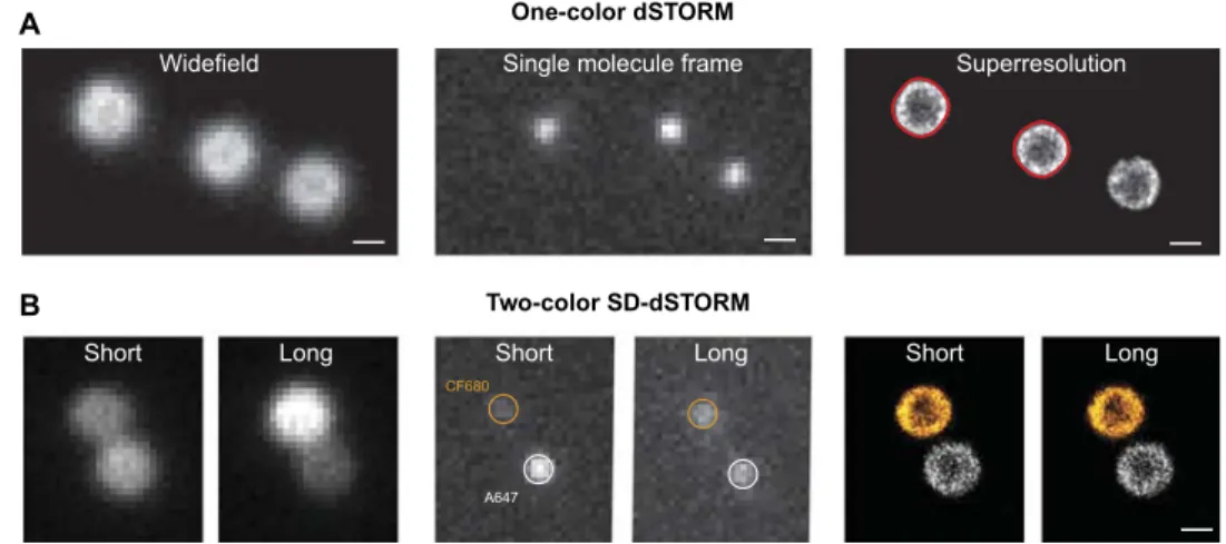 Fig. 1. Superresolution microscopy of microgels under dilute conditions. (A) One-color microscopy