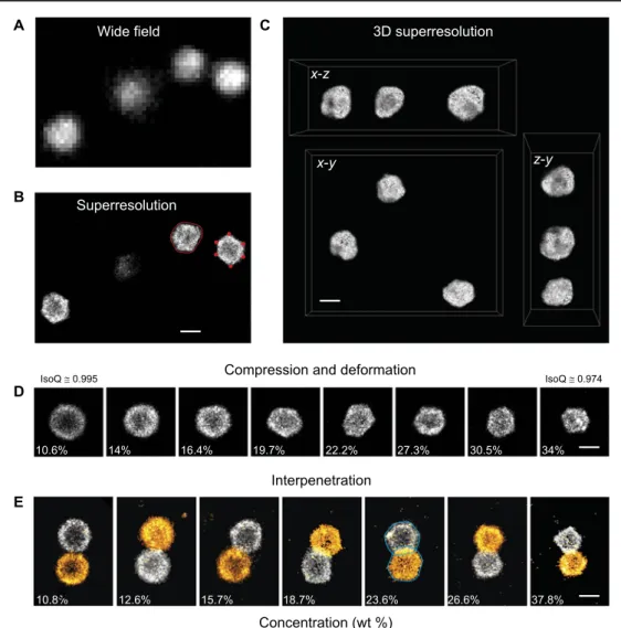 Fig. 4. One- and two-color superresolution microscopy of densly packed microgels. Wide-field (A) and dSTORM (B) images at high concentration (23.8 wt %)