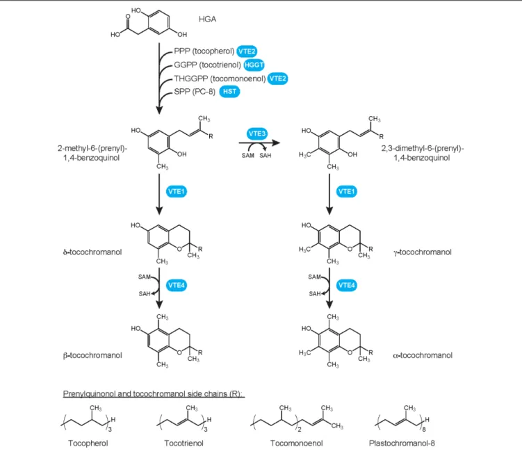 FIGURE 1 | Plant tocochromanol biosynthetic pathways and chemical structures of prenylquinols and tocochromanols