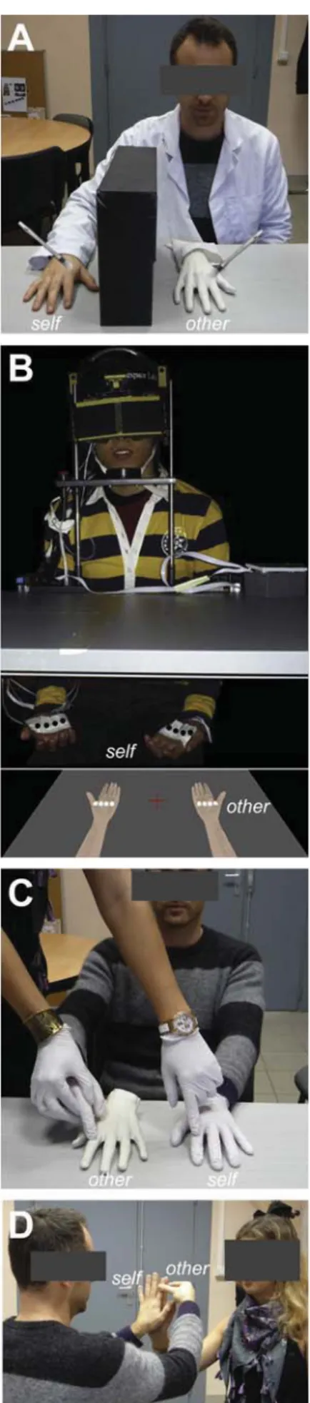 Fig. 2. Paradigms to investigate ownership for body parts. A. In the visual variant of the ‘‘rubber hand illusion,’’ the experimenter uses 2 identical paintbrushes to synchronously or asynchronously stroke the participant’s hand (not visible to the