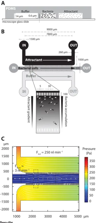 Fig. 1. Concept and design of the chemotaxis microfluidics chip.