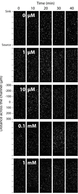Figure S2: Non-chemotactic cell distribution of E. coli  ∆fliC-mcherry toward serine 
