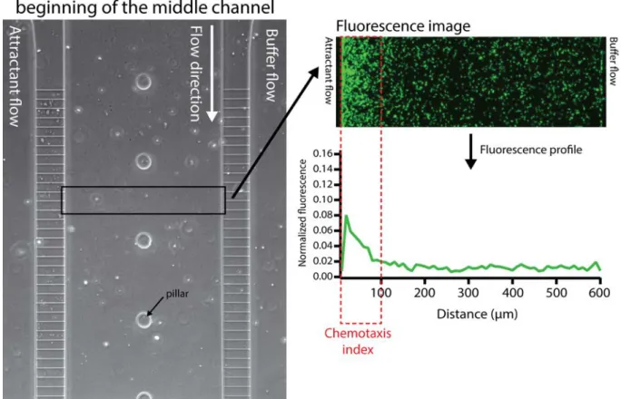 Figure S3: Chemotaxis index measurement setup. Chemotaxis response was quantified in a zone of  600 x 100 microns at a distance of 400 microns from the beginning of the filters