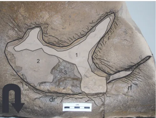 FIGURE 4. Drawing of the distorted footprint MCCM-LH 6500 (Las Hoyas, Late Barremian) showing the taphonomic features of a print likely produced on a moist to unsaturated microbial mat